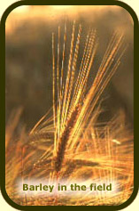 Barley - the basis for whisky