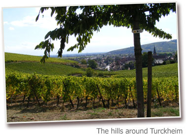 The hills around Turckheim